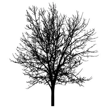 Bare tree silhouette. Beautiful leafless tree.  Vector illustration Stock Illustration