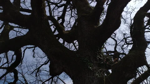 Bare tree - silhouette of branches, limbs and trunk of deciduous plant in Stock Footage 232962891