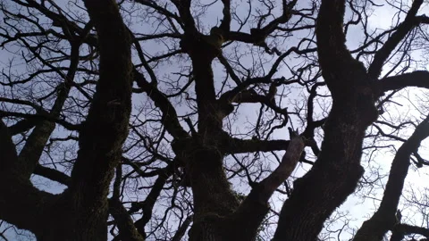 Bare tree - silhouette of branches, twigs, limbs and trunk of deciduous plant in Stock Footage 232962201