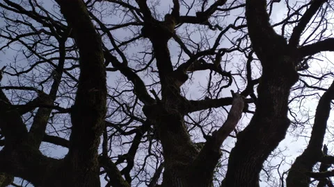 Bare tree - silhouette of branches, twigs, limbs and trunk of deciduous plant in Stock-Footage 232963365