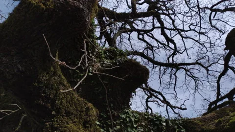 Bare tree - silhouette of branches, twigs, limbs and trunk of deciduous plant in Stock Footage 232964422