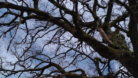Bare tree - silhouette of branches, twigs, limbs and trunk of deciduous plant in Stock Footage 232965889