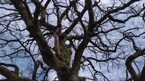 Bare tree - silhouette of branches, twigs, limbs and trunk of deciduous plant in Stock Footage 232966950