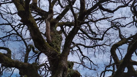 Bare tree - silhouette of branches, twigs, limbs and trunk of deciduous plant in Stock Footage 232967638