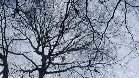 Bare tree silhouette with intricate branching pattern Video stock 336052552