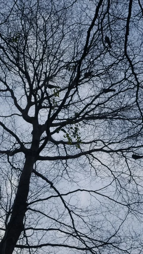 Bare tree silhouette with intricate branching pattern Stock Footage 336052616