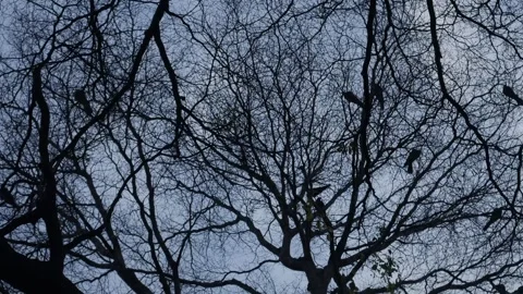 Bare tree silhouette with intricate branching pattern Stock Footage 336435353