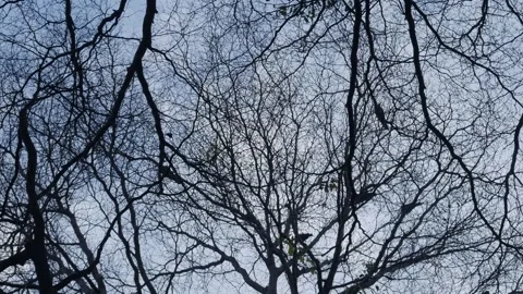 Bare tree silhouette with intricate branching pattern Stock Footage 336435384