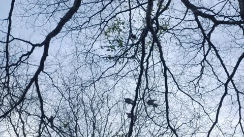 Bare tree silhouette with intricate branching pattern Stock-Footage 337873108