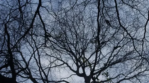 Bare tree silhouette with intricate branching pattern Видео 337873136