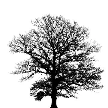 Bare Tree Silhouette of an Old Oak Tree Stock Illustration