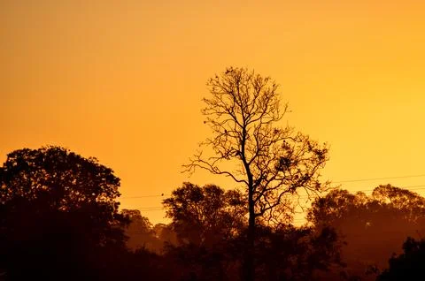 A bare tree silhouette at sunset Stock Photos
