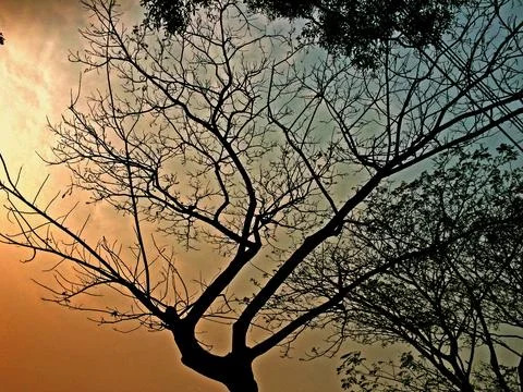 Bare Tree Silhouette at Sunset Stock Photos
