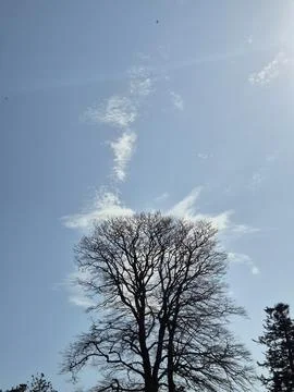 Bare tree silhouette under a clear blue sky Stock Photos