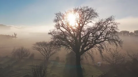 Bare tree silhouetted against sun on foggy morning in rural New Zealand Stock Footage 339539223