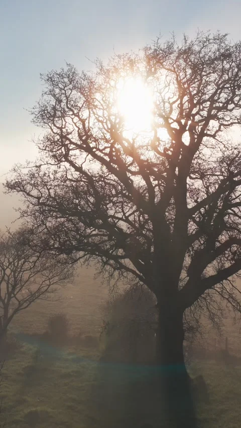 Bare tree silhouetted against sun on foggy morning in rural New Zealand Stock Footage 339551621