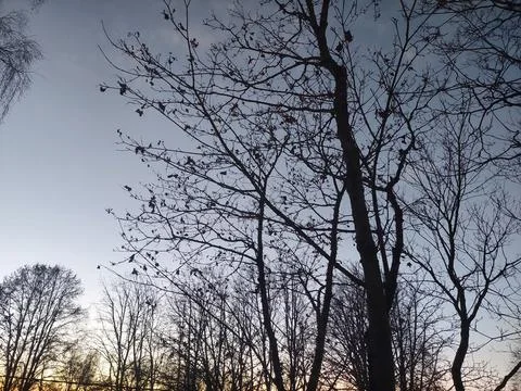 Bare Tree Silhouettes Against Dramatic Winter Twilight Sky Stock Photos