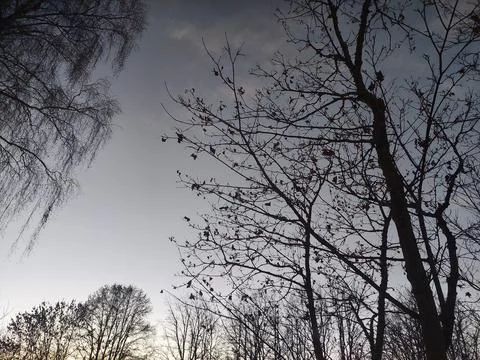 Bare Tree Silhouettes Against Dramatic Winter Twilight Sky Stock Photos