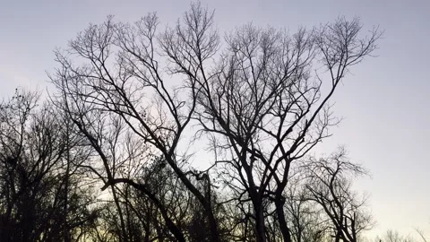 Bare Tree Silhouettes Against Soft Fading Twilight Vídeos de archivo 344717326