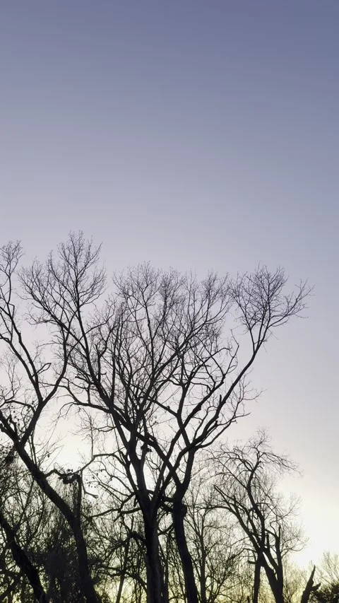 Bare Tree Silhouettes Beneath Pastel Evening Sky Video stock 344717273
