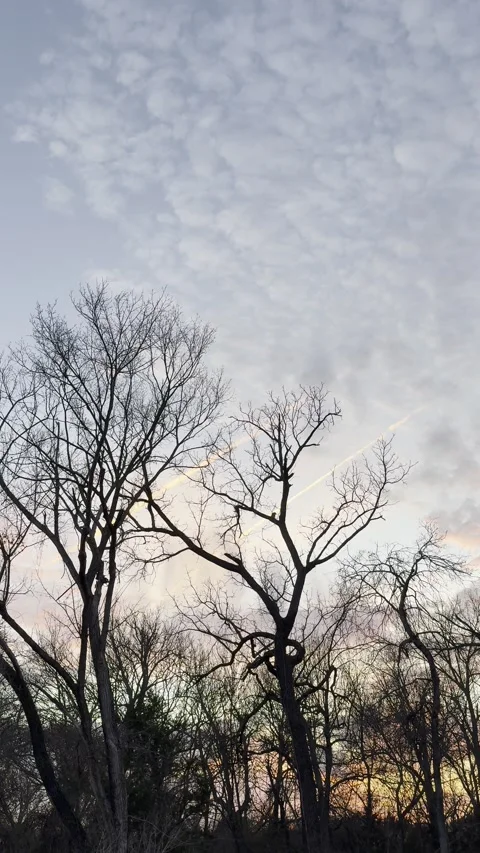 Bare Tree Silhouettes Beneath Pink Blue Textured Clouds Видео 344717352