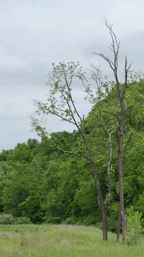 Bare tree sitting in the middle of a tall grass field in front of a wooded area Stock Footage 195582237