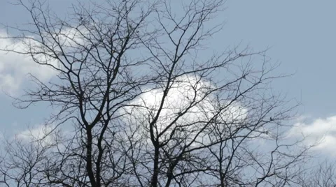 Bare tree slowly swaying in the wind Stock-Footage 7740790