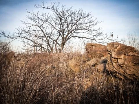 Bare Tree Snake Hill Stock Photos