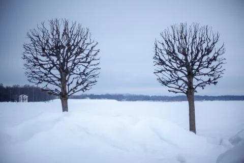 Bare tree in snow Stock Photos