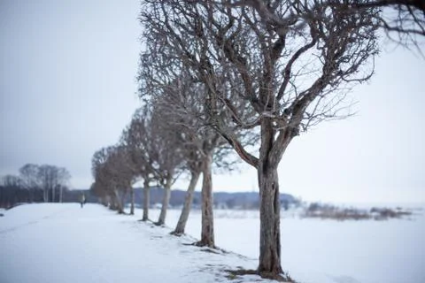 Bare tree in snow Stock Photos