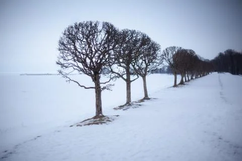Bare tree in snow Stock Photos