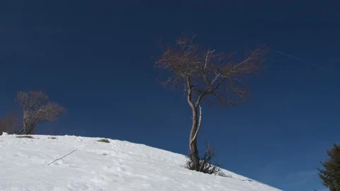 Bare tree in snow timelapse Stock Footage 232482784