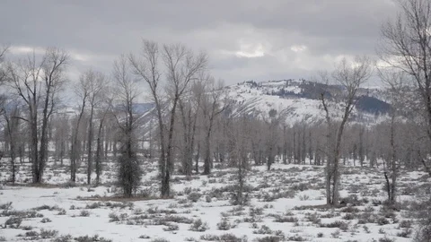 Bare tree in snowy landscape with snowcapped mountains in background Stock Footage 97610715