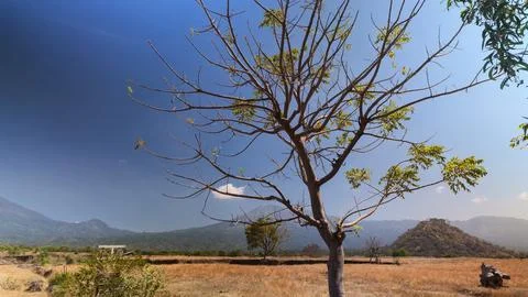Bare Tree with Sparse Green Leaves Standing in Arid Landscape Stock Photos