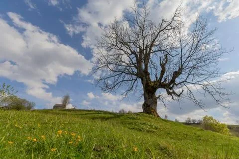 Bare tree in spring in a rustic landscape. Carpathians Stock Photos