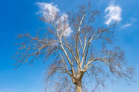 Bare tree in Springtime - Close-up of a Leafless Plane Tree Stock Photos