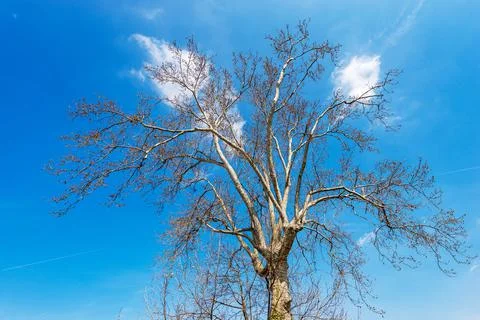 Bare tree in Springtime - Close-up of a Leafless Plane Tree Stock Photos