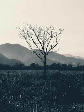 Bare Tree Standing Alone in Misty Mountain Field Foto stock