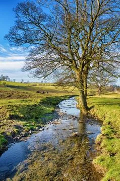 Bare tree standing beside a small stream on a sunny day Stock Photos