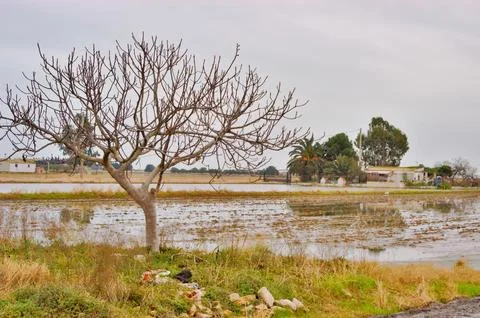 Bare tree standing by flooded rice field in Delta del Ebro Stock Photos