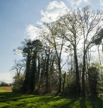 Bare Tree Standing on Green Lawn Under Blue Sky Stock Photos