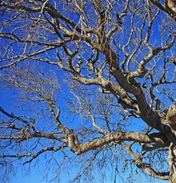 Bare Tree Standing on Green Lawn Under Blue Sky Stock Photos