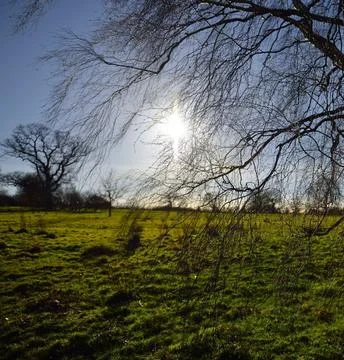 Bare Tree Standing on Green Lawn Under Blue Sky Stock Photos