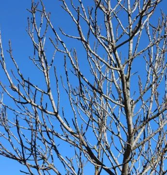 Bare Tree Standing on Green Lawn Under Blue Sky Stock Photos