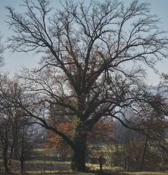 Bare Tree Standing on Green Lawn Under Blue Sky Stock Photos