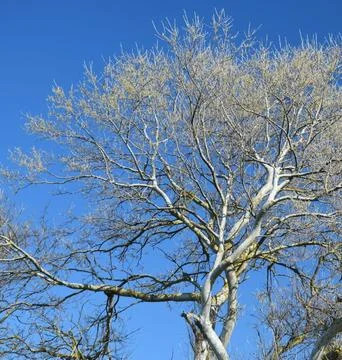 Bare Tree Standing on Green Lawn Under Blue Sky Stock Photos