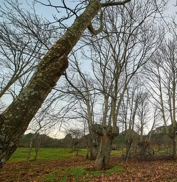 Bare Tree Standing on Green Lawn Under Blue Sky Stock Photos