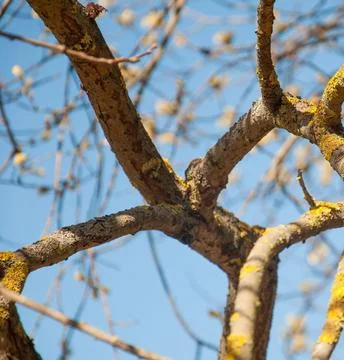 Bare Tree Standing on Green Lawn Under Blue Sky Stock Photos