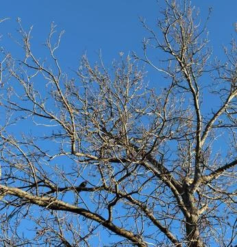 Bare Tree Standing on Green Lawn Under Blue Sky Stock Photos
