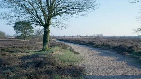 Bare tree standing on a sandy path in a heathland Stock Footage 335027271